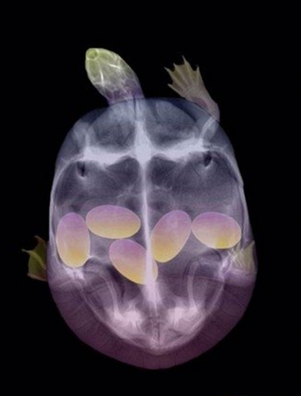 Foto - Röntgen sonrası çıkanlar doktorları bile şok etti! İşte açıklanamayan o görüntüler