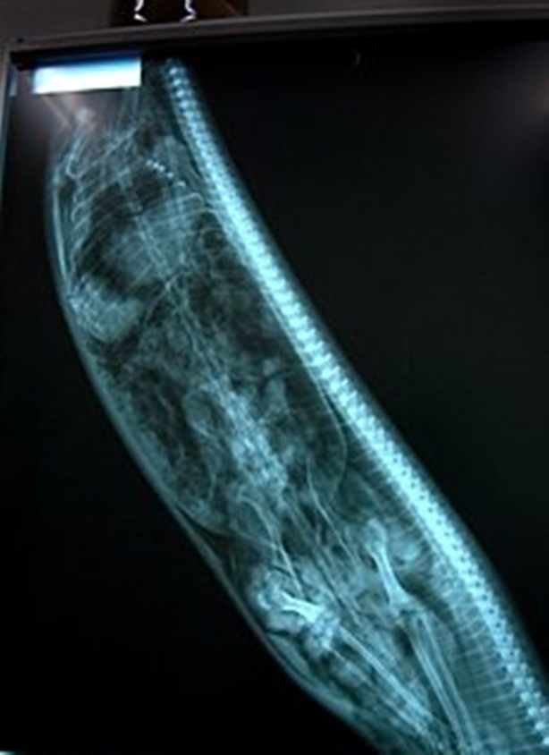 Foto - Röntgen sonrası çıkanlar doktorları bile şok etti! İşte açıklanamayan o görüntüler