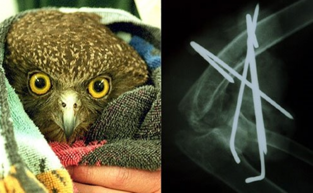 Foto - Röntgen sonrası çıkanlar doktorları bile şok etti! İşte açıklanamayan o görüntüler