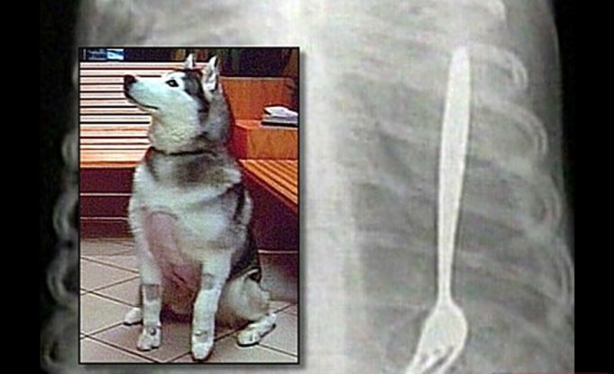 Foto - Röntgen sonrası çıkanlar doktorları bile şok etti! İşte açıklanamayan o görüntüler