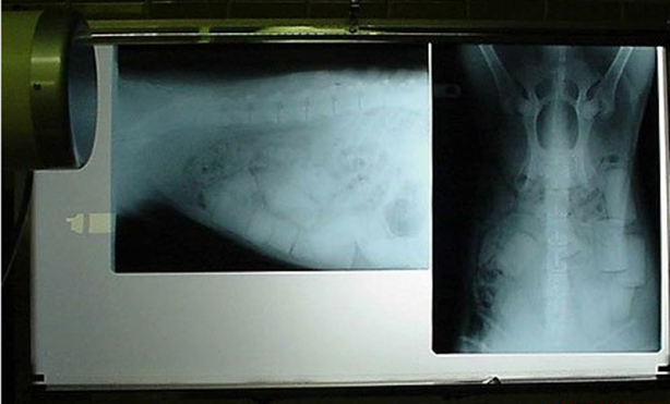 Foto - Röntgen sonrası çıkanlar doktorları bile şok etti! İşte açıklanamayan o görüntüler