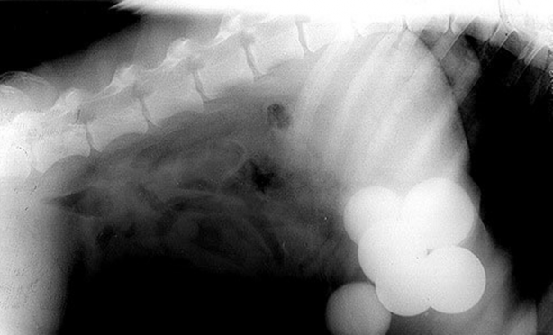 Foto - Röntgen sonrası çıkanlar doktorları bile şok etti! İşte açıklanamayan o görüntüler