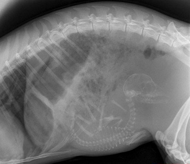 Foto - Röntgen sonrası çıkanlar doktorları bile şok etti! İşte açıklanamayan o görüntüler