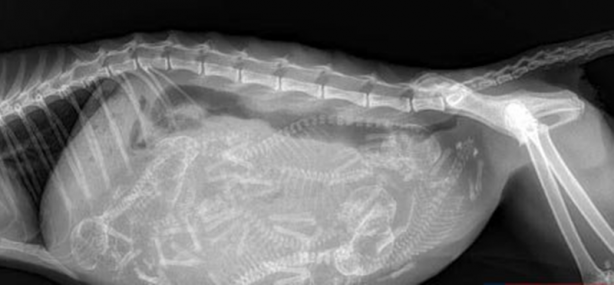 Foto - Röntgen sonrası çıkanlar doktorları bile şok etti! İşte açıklanamayan o görüntüler