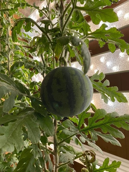 Foto - Rus bilim adamları şaşırttı! Antarktika’da yaz meyvesi yetiştirdiler