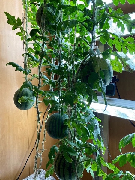 Foto - Rus bilim adamları şaşırttı! Antarktika’da yaz meyvesi yetiştirdiler