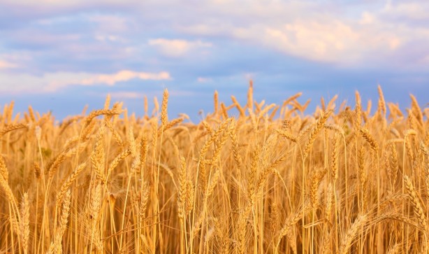 Foto - Rus mahsulü piyasaya girdi, fiyatlar sarsıldı!