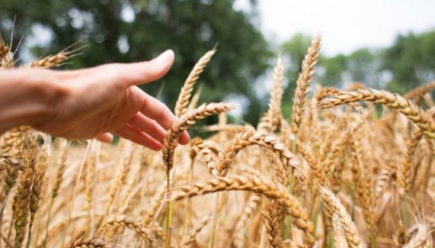 Foto - Rus mahsulü piyasaya girdi, fiyatlar sarsıldı!