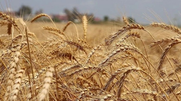 Foto - Rus mahsulü piyasaya girdi, fiyatlar sarsıldı!