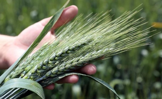 Foto - Rus mahsulü piyasaya girdi, fiyatlar sarsıldı!