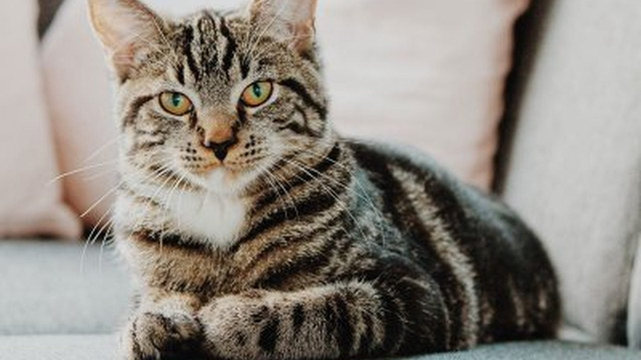 Foto - Rus tüccarlar Erzurum’dan tam 10 bin kedi istemiş! Şaşırtan sebebi 103 yıllık gazeteden çıktı