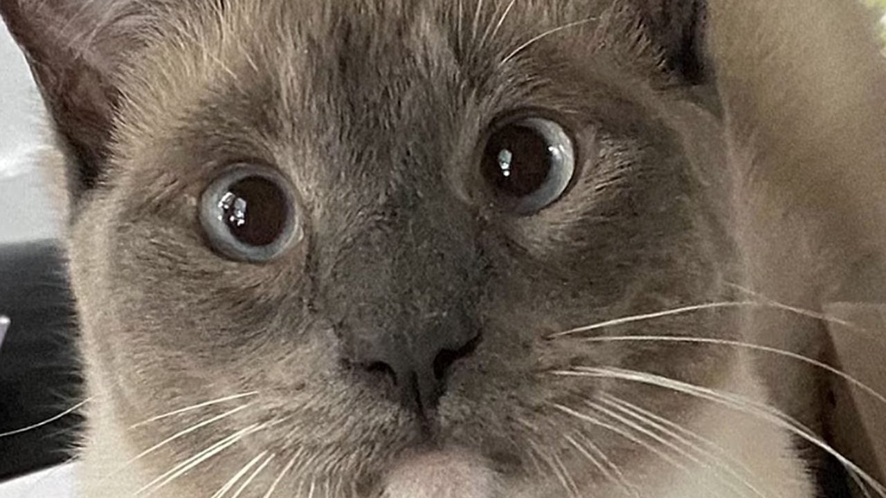 Foto - Rus tüccarlar Erzurum’dan tam 10 bin kedi istemiş! Şaşırtan sebebi 103 yıllık gazeteden çıktı