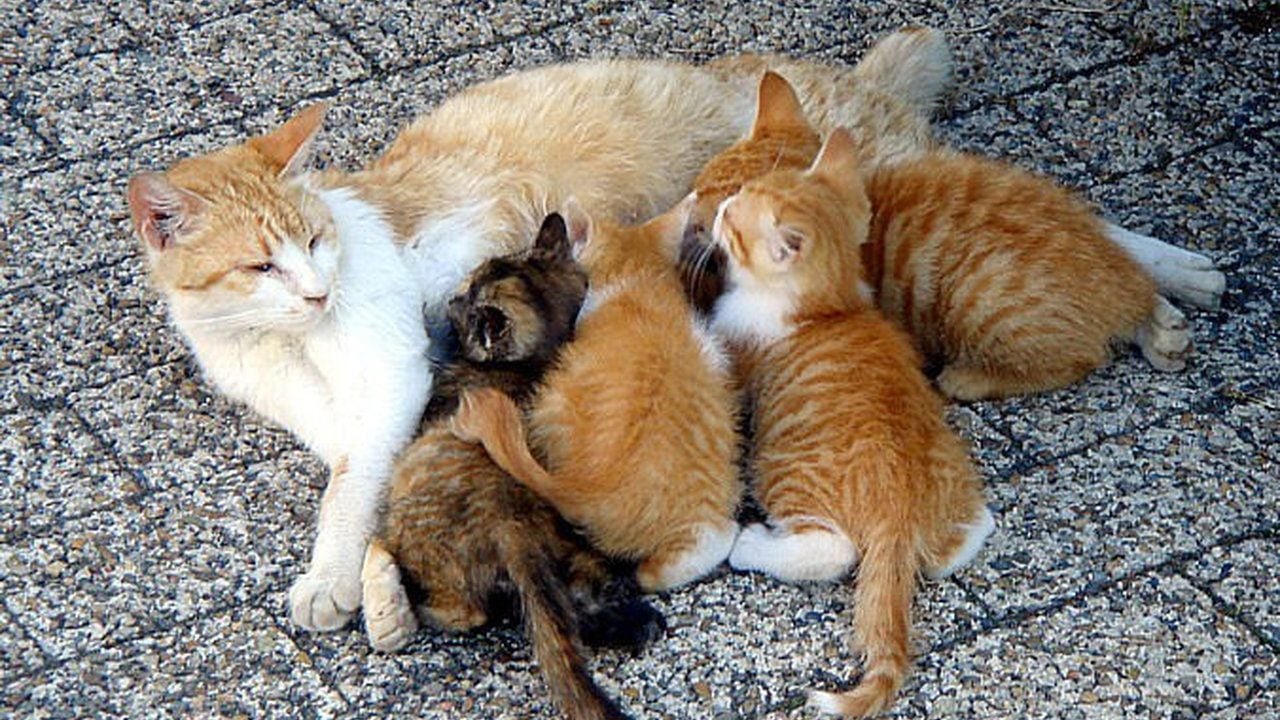 Foto - Rus tüccarlar Erzurum’dan tam 10 bin kedi istemiş! Şaşırtan sebebi 103 yıllık gazeteden çıktı