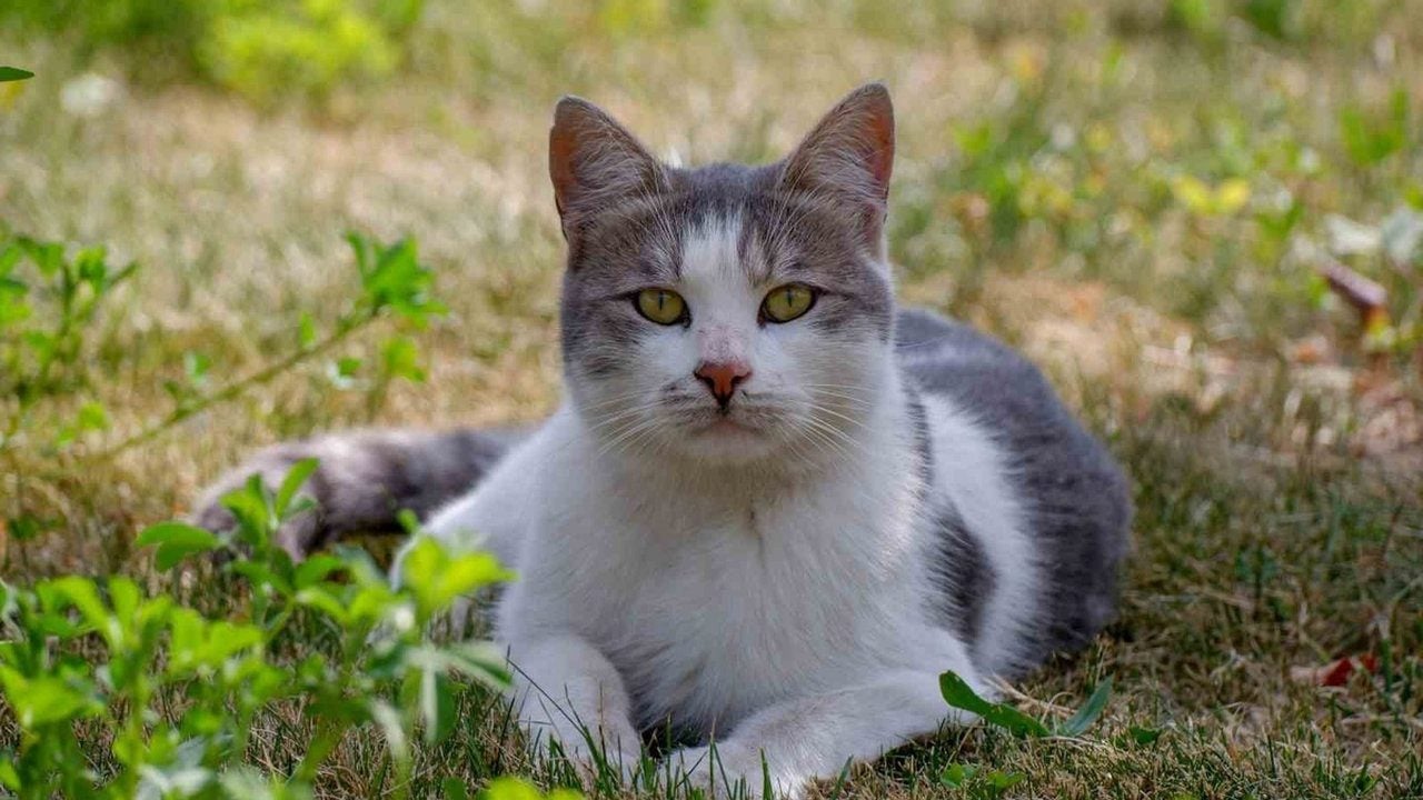 Foto - Rus tüccarlar Erzurum’dan tam 10 bin kedi istemiş! Şaşırtan sebebi 103 yıllık gazeteden çıktı