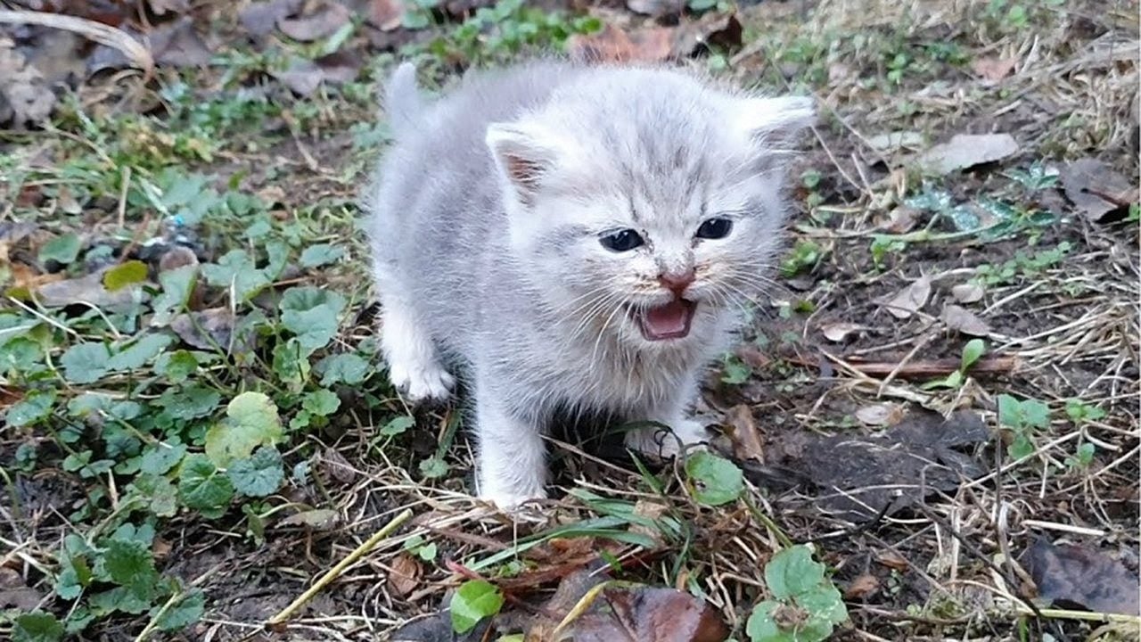 Rus tüccarlar Erzurum’dan tam 10 bin kedi istemiş! Şaşırtan sebebi 103 yıllık gazeteden çıktı
