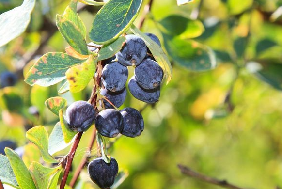 Foto - Ruslar gözünü Kayseri'deki ilçeye dikti! Sebebini gören dönüp bir daha bakıyor
