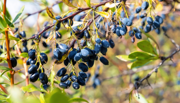 Foto - Ruslar gözünü Kayseri'deki ilçeye dikti! Sebebini gören dönüp bir daha bakıyor