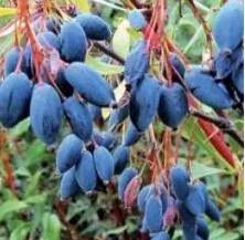 Foto - Ruslar gözünü Kayseri'deki ilçeye dikti! Sebebini gören dönüp bir daha bakıyor