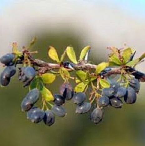 Foto - Ruslar gözünü Kayseri'deki ilçeye dikti! Sebebini gören dönüp bir daha bakıyor