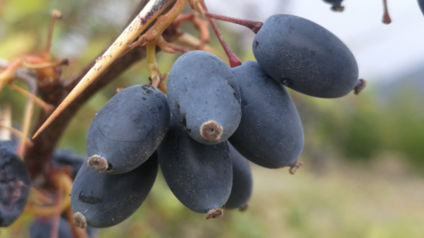 Foto - Ruslar gözünü Kayseri'deki ilçeye dikti! Sebebini gören dönüp bir daha bakıyor