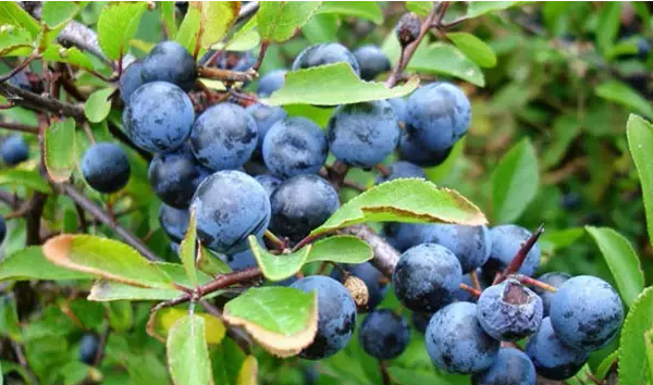 Foto - Ruslar gözünü Kayseri'deki ilçeye dikti! Sebebini gören dönüp bir daha bakıyor