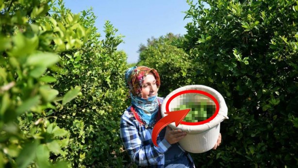 Ruslar, o bölgemizdeki bu ürün için sıraya girdi! Olacak şey değil! Kapış kapış götürüyorlar