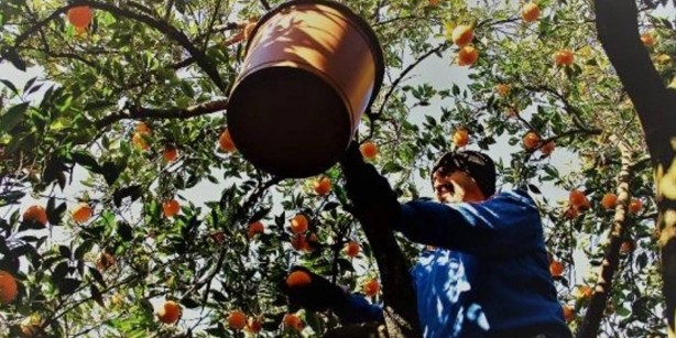 Foto - Ruslar, o bölgemizdeki bu ürün için sıraya girdi! Olacak şey değil! Kapış kapış götürüyorlar