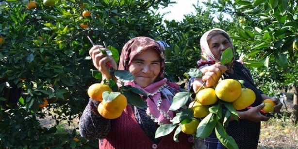 Foto - Ruslar, o bölgemizdeki bu ürün için sıraya girdi! Olacak şey değil! Kapış kapış götürüyorlar