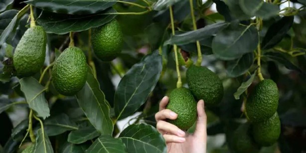 Foto - Ruslar, Türkiye’den kapış kapış götürmeye başladı! Bizimkiler ayakta uyuyor! Sebebi belli oldu