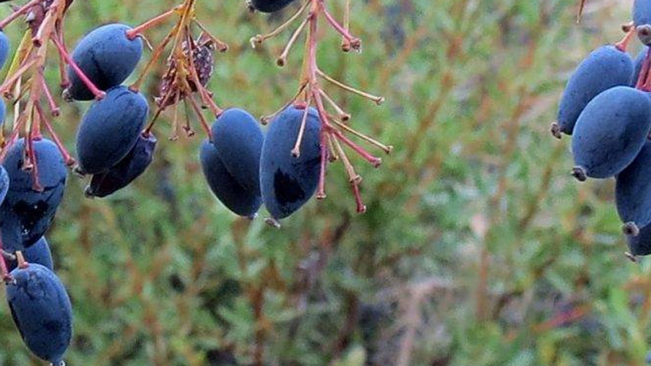 Foto - Rusların çok az hasta olmasının sırrı ortaya çıktı! 