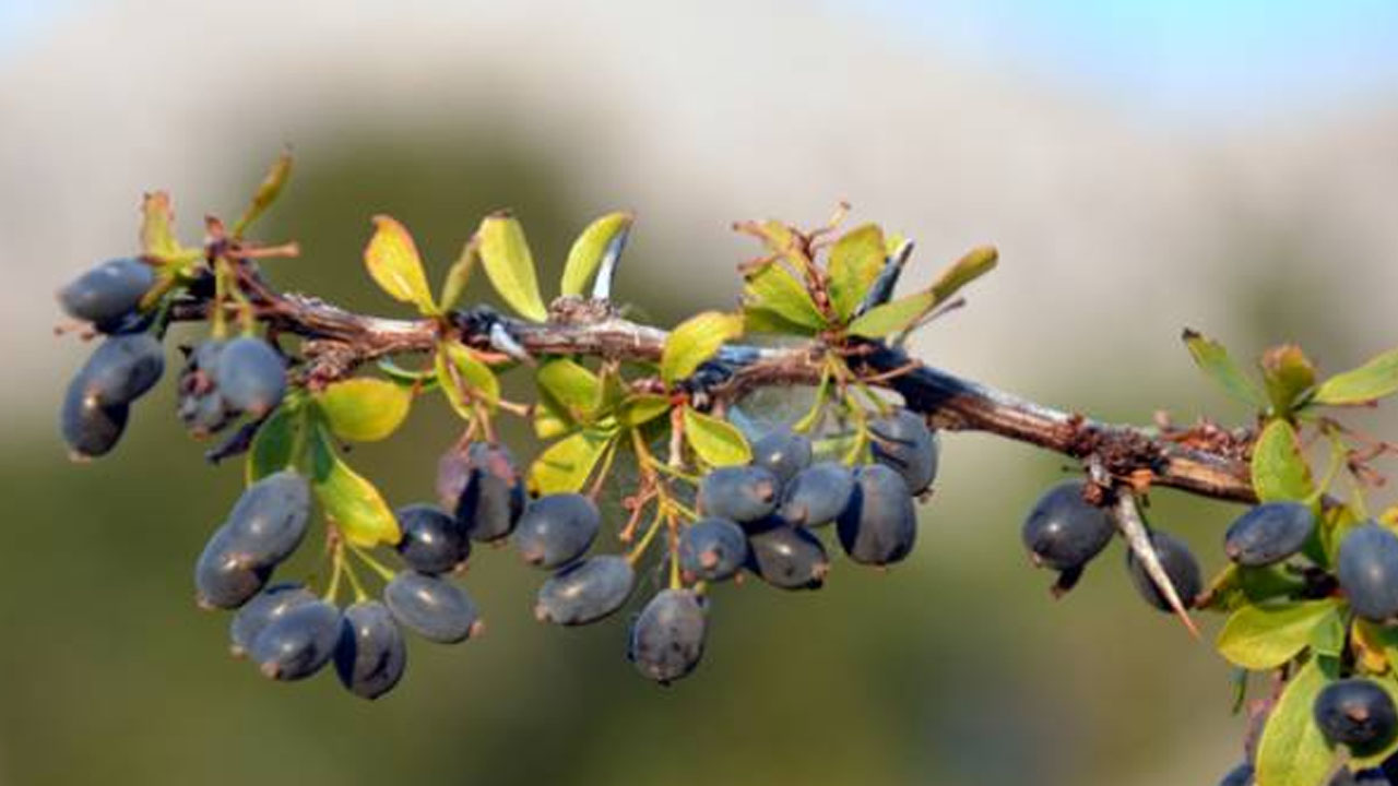 Foto - Rusların çok az hasta olmasının sırrı ortaya çıktı! 