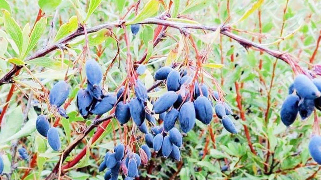 Rusların çok az hasta olmasının sırrı ortaya çıktı! 