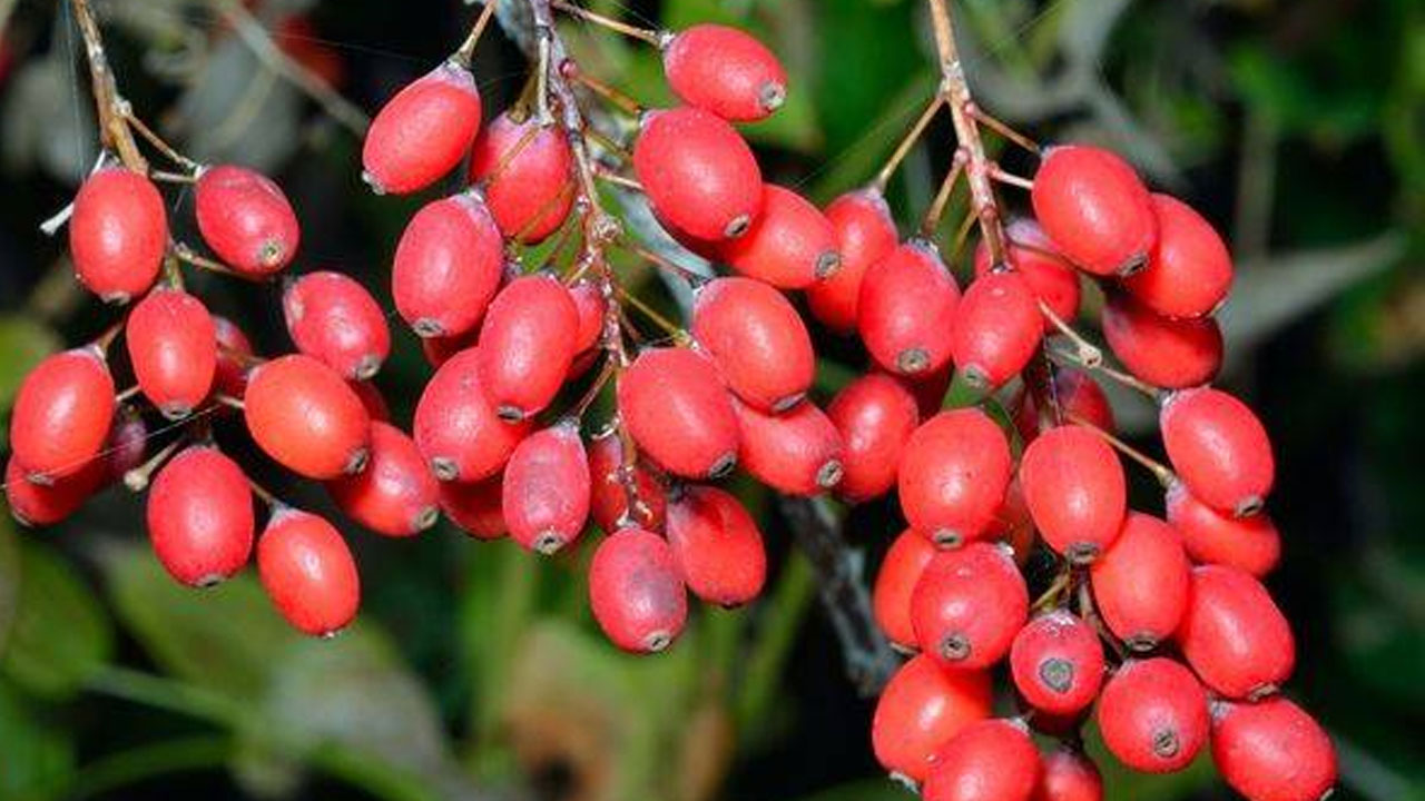 Foto - Rusların çok az hasta olmasının sırrı ortaya çıktı! 