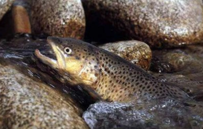 Foto - Rusya beklenmedik gelişmeyi duyurdu: Türkiye'den gönderilen balıklarda tespit ettik