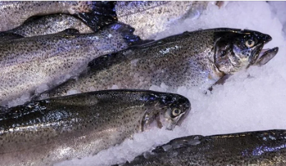 Foto - Rusya beklenmedik gelişmeyi duyurdu: Türkiye'den gönderilen balıklarda tespit ettik