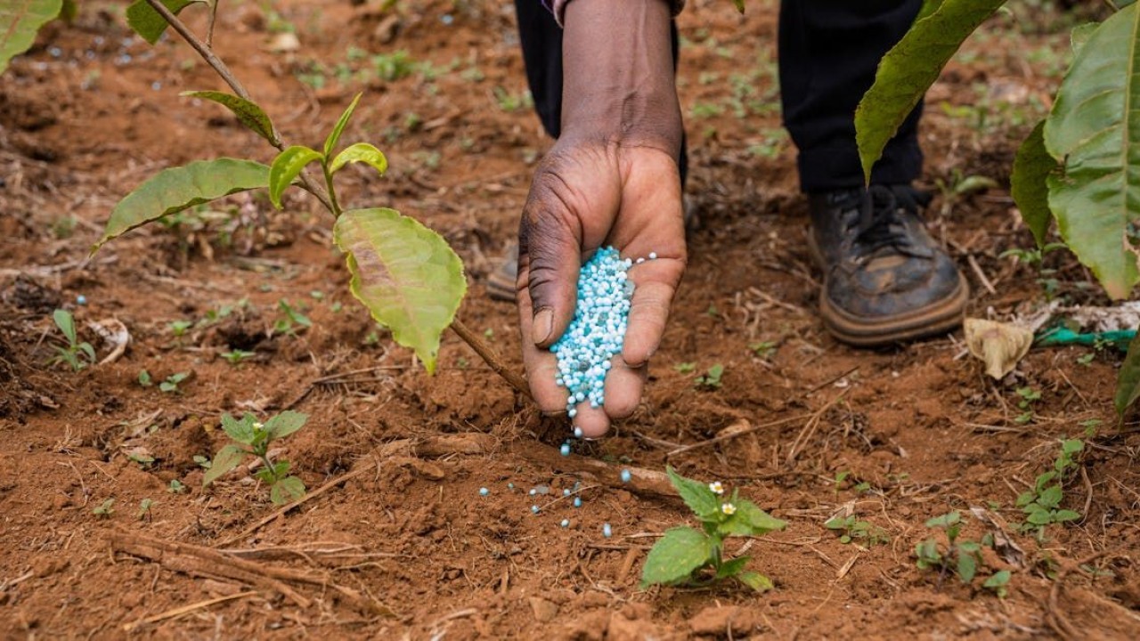 Foto - Rusya duyurdu: Tonlarcasını Türkiye'ye sattık, satış ikiye katlandı