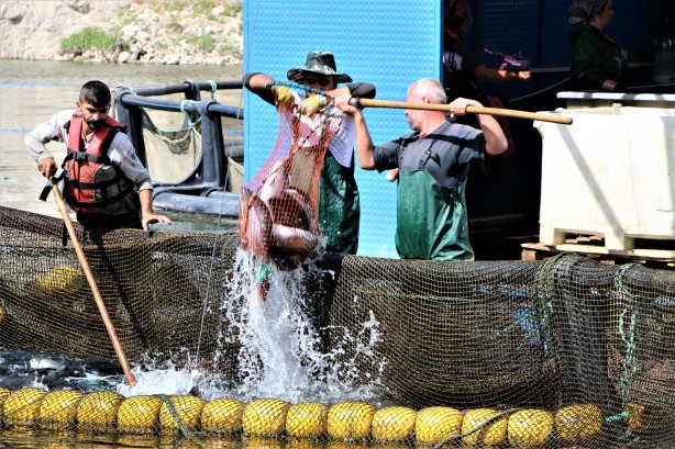 Foto - Rusya, Hollanda, Almanya ve 25 Avrupa ülkesi Türkiye'nin kapısını çaldı! Milyonlarca dolarlık alım yapacaklar