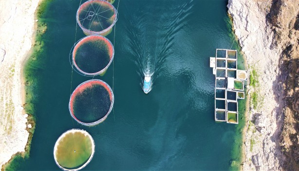 Foto - Rusya, Hollanda, Almanya ve 25 Avrupa ülkesi Türkiye'nin kapısını çaldı! Milyonlarca dolarlık alım yapacaklar