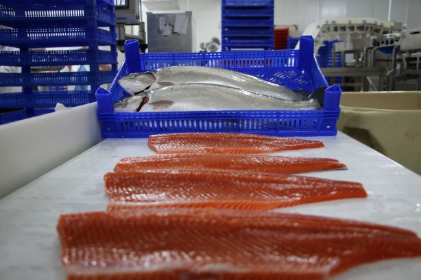 Foto - Rusya, Hollanda, Almanya ve 25 Avrupa ülkesi Türkiye'nin kapısını çaldı! Milyonlarca dolarlık alım yapacaklar