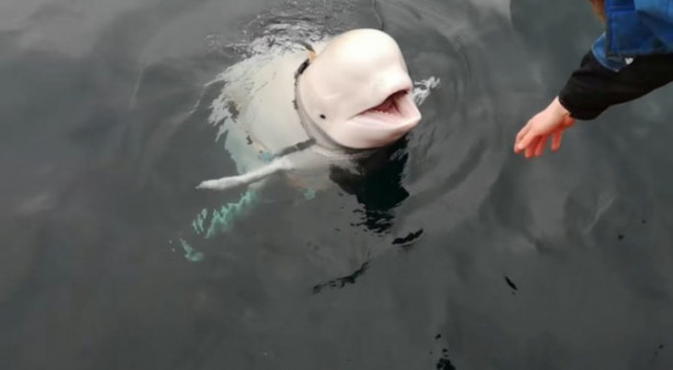 Foto - Rusya ile Türkiye arasında büyük krize neden olan Beyaz Balina Aydın ajan mıydı?