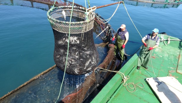 Foto - Rusya, Japonya ve çok sayıda ülke ondan almak için Türkiye'nin kapısını çaldı! Yarım milyarı geçti