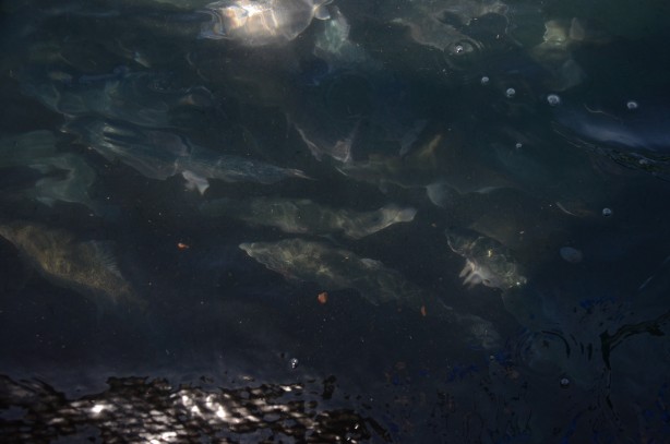 Foto - Rusya, Japonya ve çok sayıda ülke ondan almak için Türkiye'nin kapısını çaldı! Yarım milyarı geçti