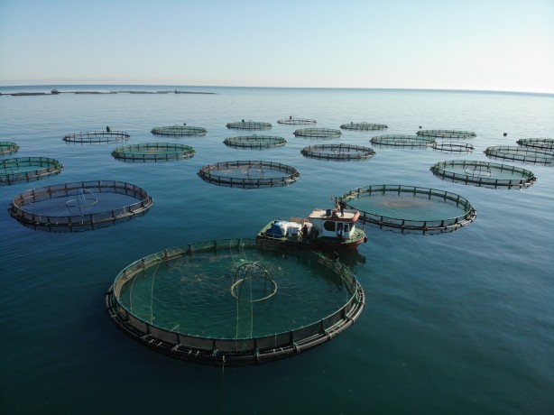 Foto - Rusya, Japonya ve çok sayıda ülke ondan almak için Türkiye'nin kapısını çaldı! Yarım milyarı geçti