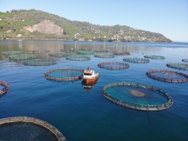 Foto - Rusya, Japonya ve çok sayıda ülke ondan almak için Türkiye'nin kapısını çaldı! Yarım milyarı geçti