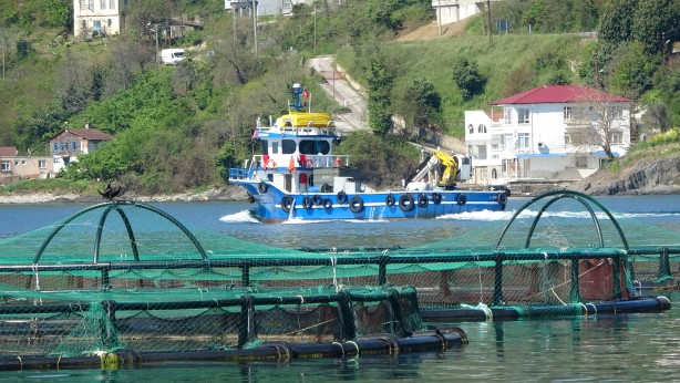 Foto - Rusya, Japonya ve çok sayıda ülke ondan almak için Türkiye'nin kapısını çaldı! Yarım milyarı geçti
