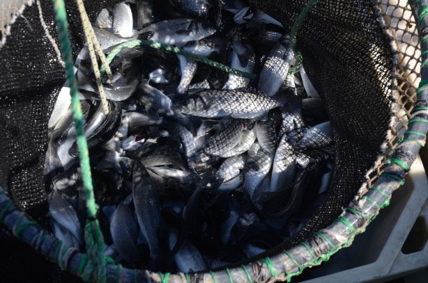 Foto - Rusya, Japonya ve çok sayıda ülke ondan almak için Türkiye'nin kapısını çaldı! Yarım milyarı geçti