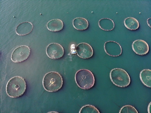 Rusya, Japonya ve çok sayıda ülke ondan almak için Türkiye'nin kapısını çaldı! Yarım milyarı geçti