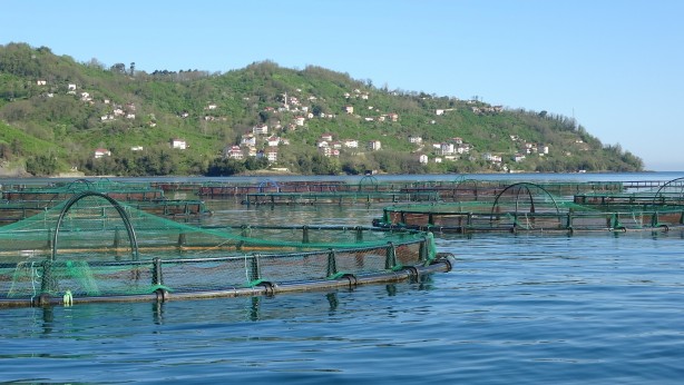 Foto - Rusya, Japonya ve çok sayıda ülke ondan almak için Türkiye'nin kapısını çaldı! Yarım milyarı geçti