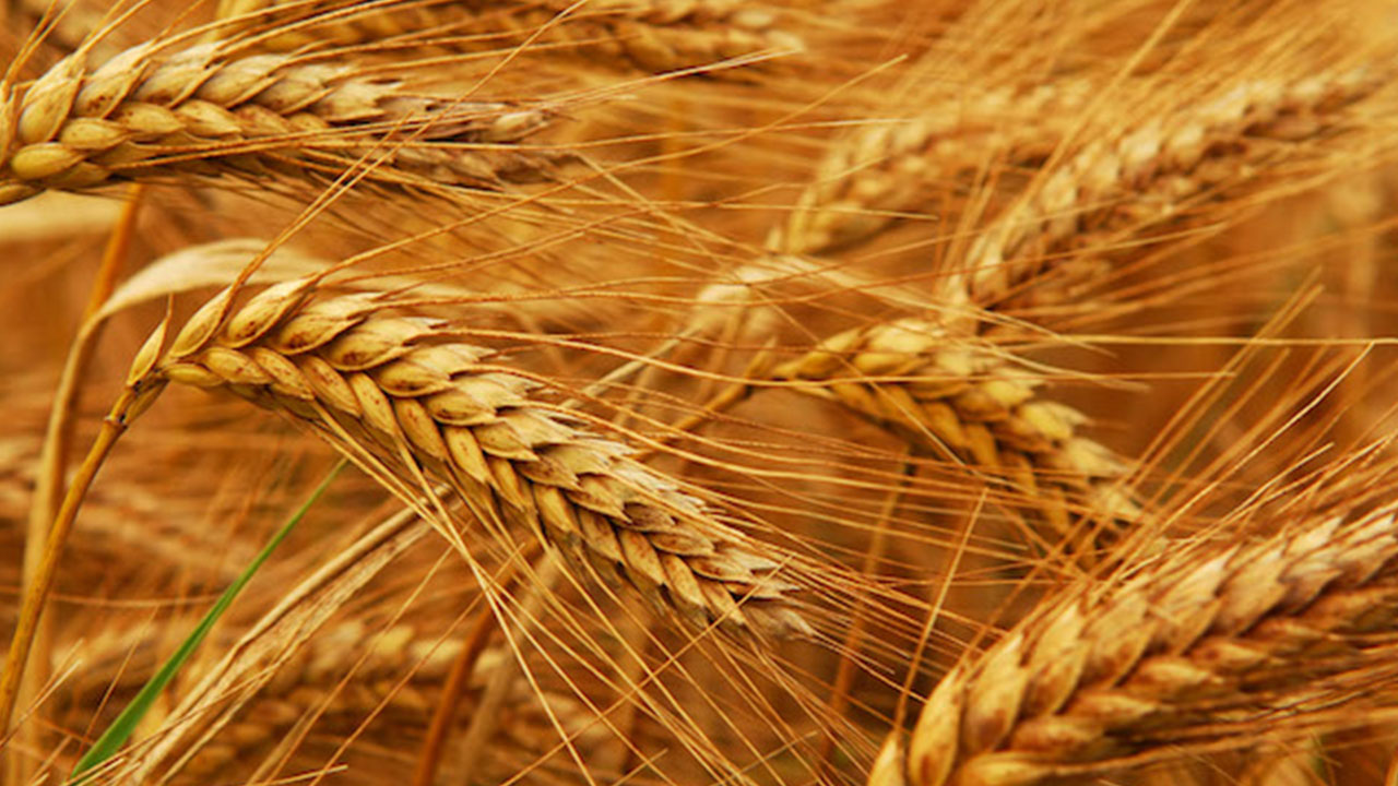 Foto - Rusya OHAL ilan etti: Türkiye'ye artık satmayabilirler