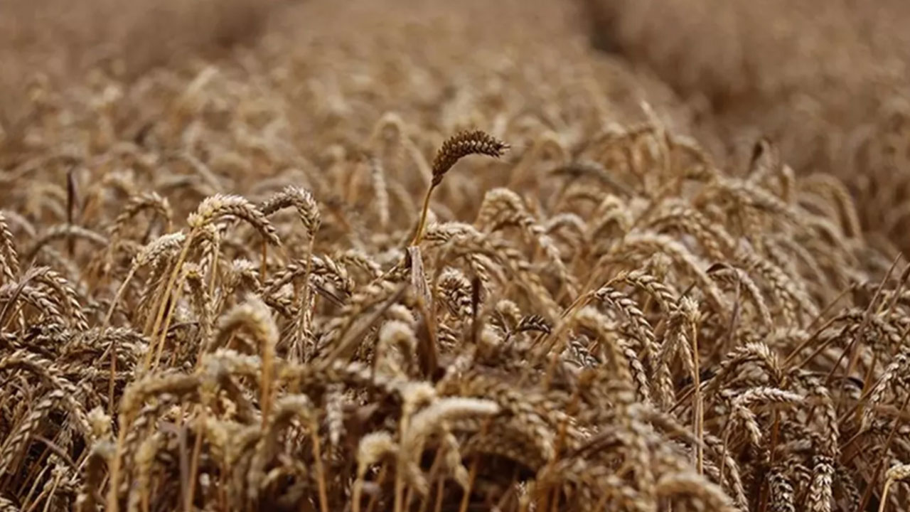 Foto - Rusya OHAL ilan etti: Türkiye'ye artık satmayabilirler